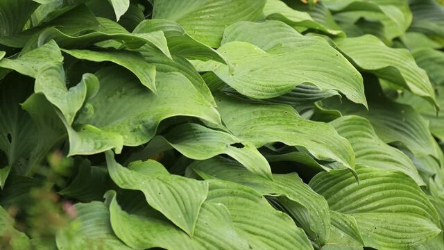 Large green leaves of hosta plantaginea in a light spring rain on a cloudy day.