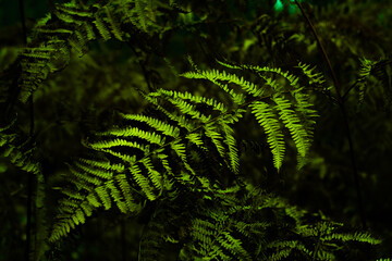 Juicy green fern leaves on dark forest background. Natural pattern of wild flora.