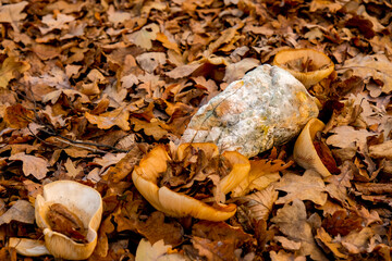 fungi on an aged bread in the autumn forest with mushrooms