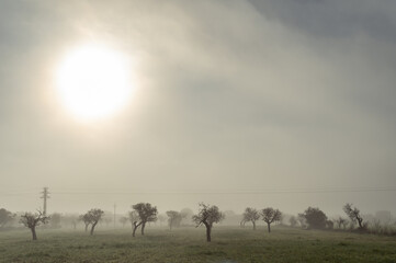 field of almond trees in a foggy day