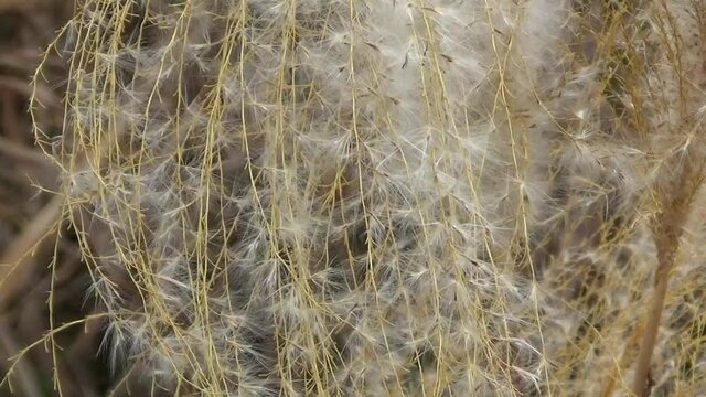 風に揺れるススキの花穂のクローズアップ