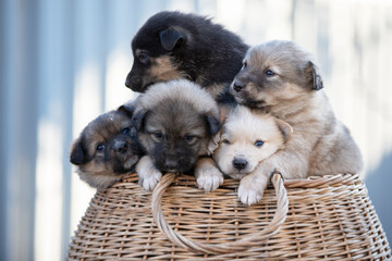 Cute fluffy puppies are sitting in a wicker basket.
