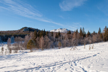 Fototapeta premium snow covered trees