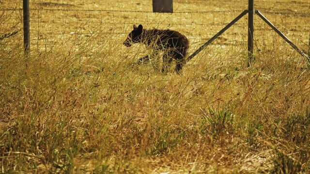 Young Wild Bear Cub Wandering by Fence in Cachuma, California - Static