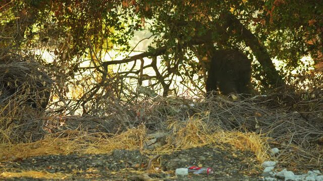 Adorable Young Bear Cub Exploring Garbage-Littered Forest Ground, Static