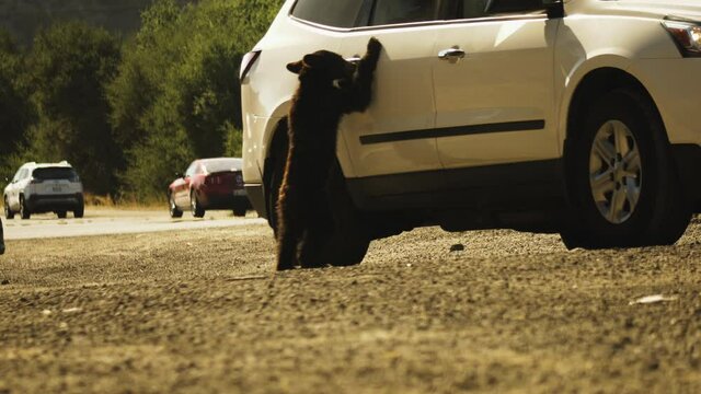Bear Cub Interaction with Vehicle on California Highway Road, Static