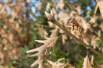 Detalle de yemas en brotes de Roble Blanco en invierno cerca de la primavera