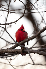 Beautiful single bright red male northern cardinal looking to the side sitting perched in a small tree branch with other branches blurred in the bokeh beyond making an incredible wildlife photograph.