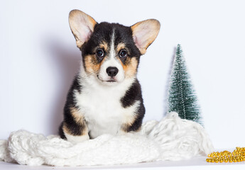 welsh corgi puppy sitting and looking