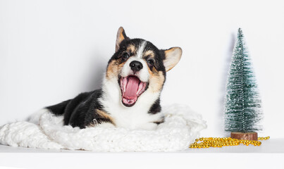 welsh corgi puppy smiling