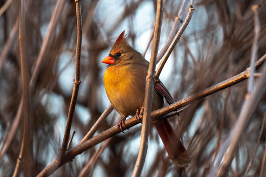 Incredible beautiful wildlife birding photograph of a single gold and red colored female northern cardinal sitting perched in a thin tree branch with other branches blurred in the soft bokeh beyond.