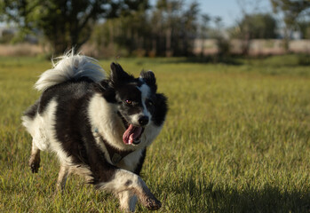 Perro jugando