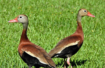 Black-Bellied Whistling Ducks