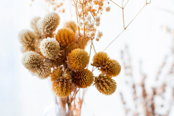 Dry plants and flowers close-up and macro