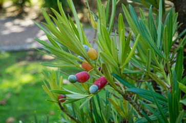 The Fruit Of Podocarpus Macrophyllus, yew plum pine, Buddhist pine and fern pine in Sochi park. Close-up of edible blue with red fruit