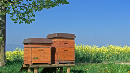 Bienenhaus am Rapsfeld