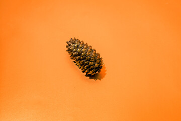 Dried pinecone lies on an orange background