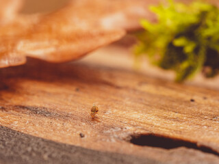 Collembole - Springtail - Dicyrtomina saundersi - collembola - petit animal vivant dans le sol des forêts durant l'automne