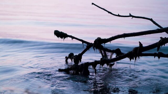 At just before sunrise, the calm and serene Lake Ontario waters push and pull on the plastic garbage trapped on a silhouette of a fallen tree