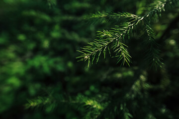 green fir branch close up. Spruce branches in spring woods.