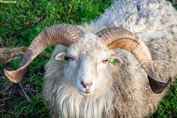 Detailed image of a ram with large horns