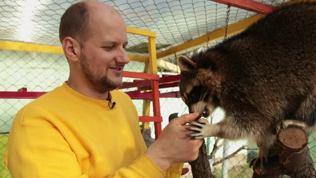 Man is feeding raccoons. Domestication of tamed wild animals. Coon eat from hands in the manual contact zoo, male feeds beast. Beautiful, brown. Racoons begging picknicking human.
