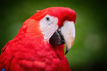 Portrait of red Ara macao, Scarlet Macaw, large colorful parrot, isolated on dark green blurred rainforest background. Wild animal, Costa Rica, Central America.