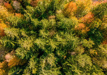 Herbstwald von oben, Bayern, Deutschland