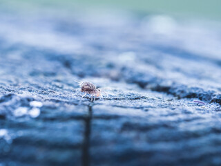 Collembole - Springtail - Dicyrtomina saundersi - collembola - petit animal vivant dans le sol des forêts