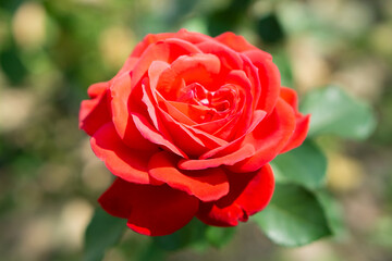 Sunny close-up view of flowers on a green stem growing in Nalchik, Kabardino-Balkaria, Russia