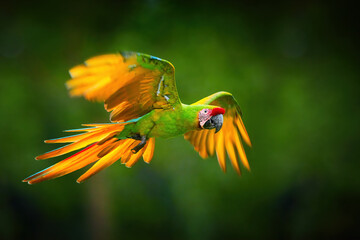 Endangered parrot, Great green macaw, Ara ambigua guayaquilensis in flight. Green-yellow, wild...