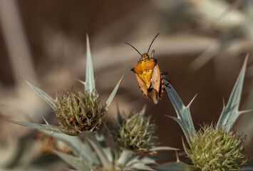 Shield Bug in its natural environment.