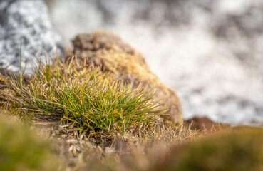 Macrophoto of Deschampsia antarctica, the Antarctic hair- grass, one of two flowering plants native to Antarctica