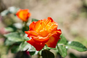 Sunny close-up view of flowers on a green stem growing in Nalchik, Kabardino-Balkaria, Russia