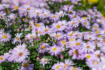 Sunny close-up view of flowers on a green stem growing in Nalchik, Kabardino-Balkaria, Russia