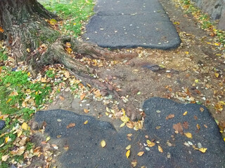 The roots of the tree have grown through the asphalt. The roots of the tree destroyed the asphalt sidewalk. Concept. Overcoming obstacles. Adapting to difficulties. Adaptation