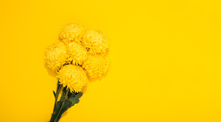 Bright bouquet of chrysanthemum on a yellow background with copy space. Banner frame with lush flowers in a minimalist style. Golden wallpaper. Delicious aroma of plant. Hello spring, summer time