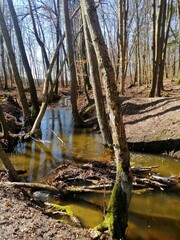 river in the woods