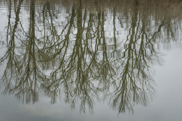 Fototapeta premium Reflection of winter trees in the water of the Danube tributary near Novi Sad, Serbia 
