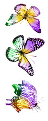 Fototapeta na wymiar Three watercolor butterflies, isolated on white background