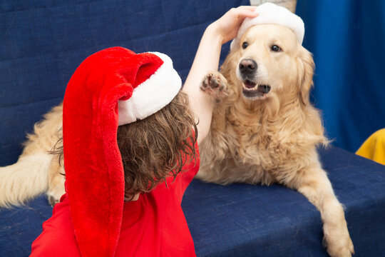 A teenager and a dog, a golden Retriever in a red Christmas hat.