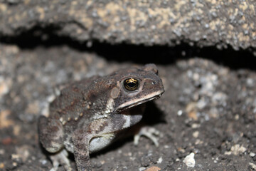 Duttaphrynus melanostictus is commonly called Asian common toad, Asian black - spined toad,