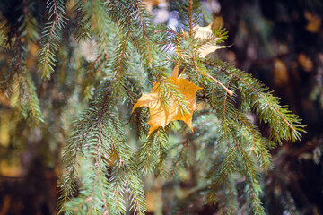 Yellow autumn leaf in the branches of a fir tree