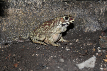 Duttaphrynus melanostictus is commonly called Asian common toad, Asian black - spined toad,