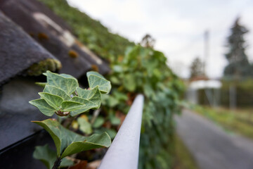 A leafe is growing in a rain gutter and moss is on the roof