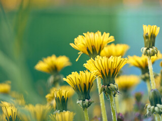 Close up of blooming yellow dandelion flowers.
