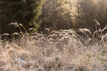 Fototapeta premium Grayish and reed plant on early winter and fir trees on background. Wild grass.