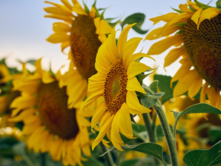 Sunflowers blooming in the field