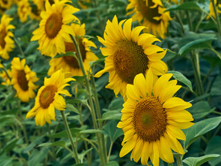 Obraz premium Sunflowers blooming in the field