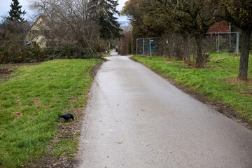 a bird on the grass next to a path